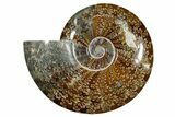 Polished Fossil Ammonite (Cleoniceras) - Madagascar #349186-1